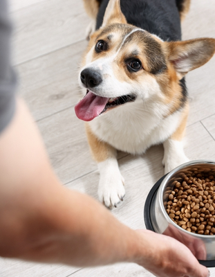 5 tendencias Pet Food que están cambiando la forma de producir